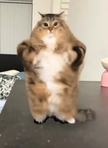 ⚡ Стикер «Luna the Oriental Cat» для Telegram