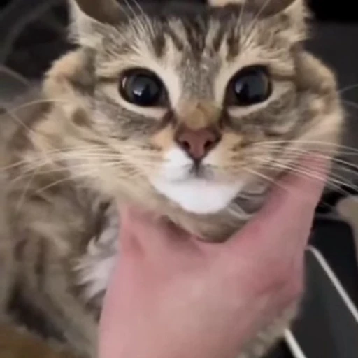 🤩 Стикер «Luna the Oriental Cat» для Telegram