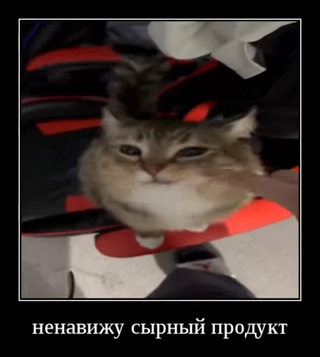 🌟 Стикер «Luna the Oriental Cat» для Telegram