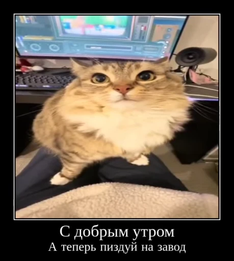 🌟 Стикер «Luna the Oriental Cat» для Telegram
