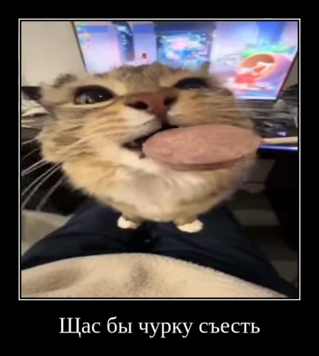 🌟 Стикер «Luna the Oriental Cat» для Telegram