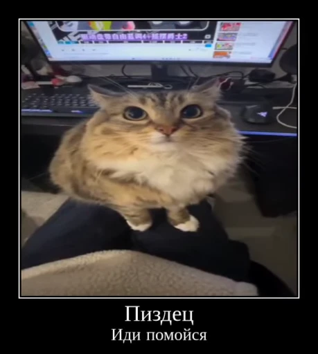 🌟 Стикер «Luna the Oriental Cat» для Telegram