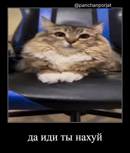 ⚡ Стикер «Luna the Oriental Cat» для Telegram