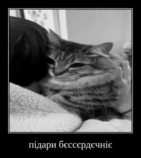 🌟 Стикер «Luna the Oriental Cat» для Telegram