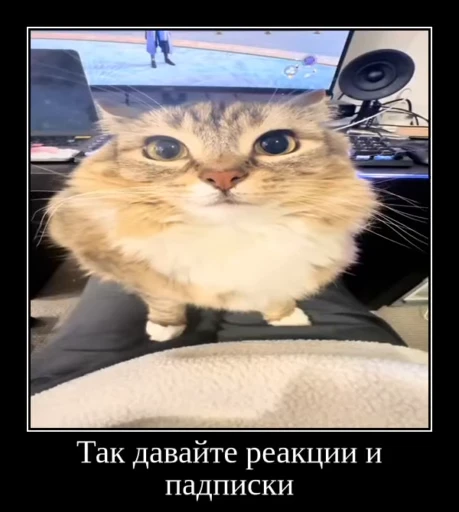 🌟 Стикер «Luna the Oriental Cat» для Telegram
