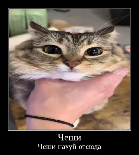 🌟 Стикер «Luna the Oriental Cat» для Telegram