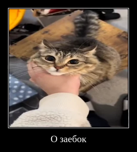 🌟 Стикер «Luna the Oriental Cat» для Telegram
