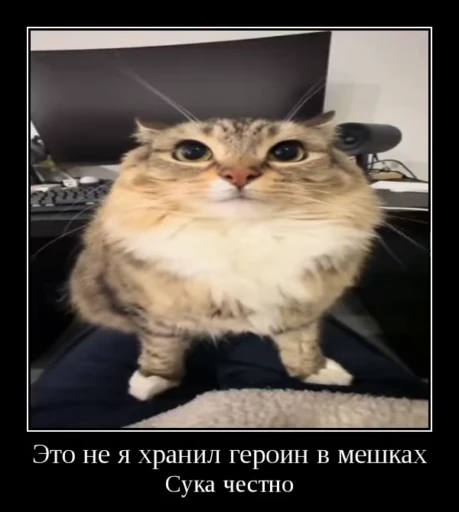 🌟 Стикер «Luna the Oriental Cat» для Telegram