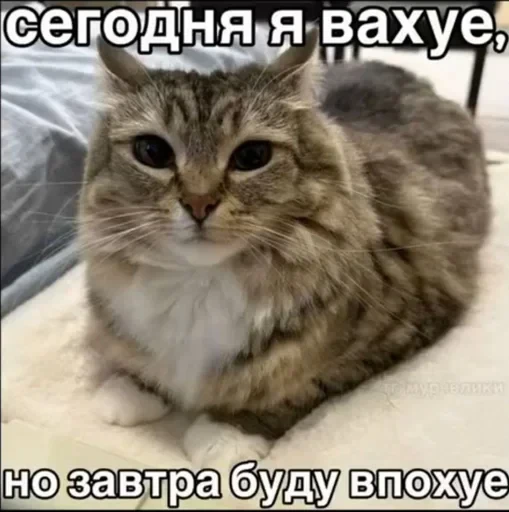 🌟 Стикер «Luna the Oriental Cat» для Telegram