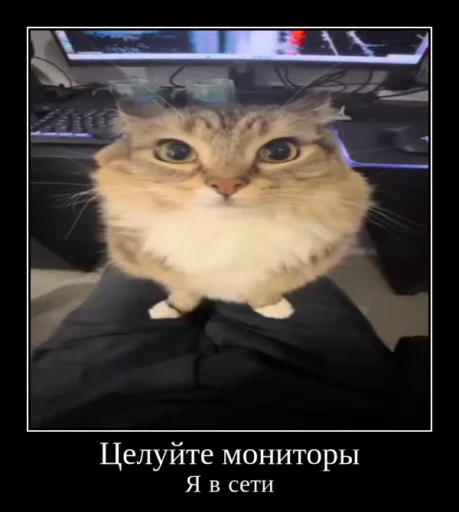 🌟 Стикер «Luna the Oriental Cat» для Telegram