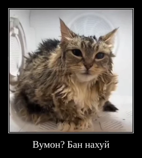 🌟 Стикер «Luna the Oriental Cat» для Telegram