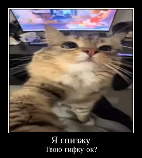🌟 Стикер «Luna the Oriental Cat» для Telegram