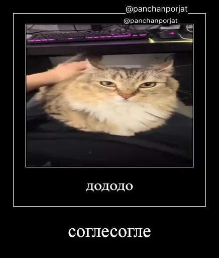 ⚡ Стикер «Luna the Oriental Cat» для Telegram