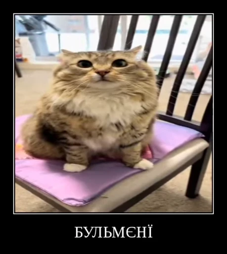 🌟 Стикер «Luna the Oriental Cat» для Telegram