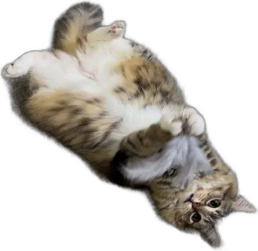 🌟 Стикер «Luna the Oriental Cat» для Telegram