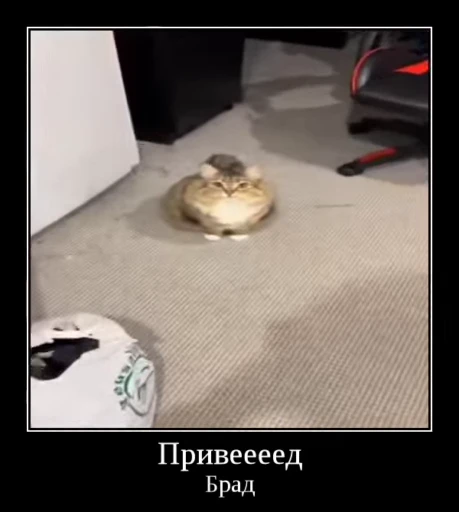 🌟 Стикер «Luna the Oriental Cat» для Telegram