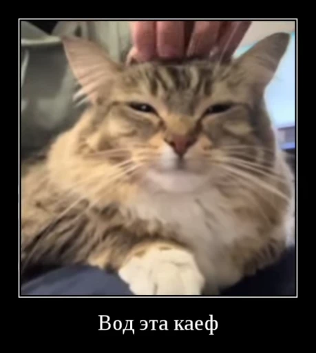 🌟 Стикер «Luna the Oriental Cat» для Telegram