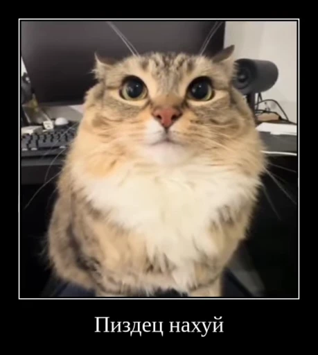 🌟 Стикер «Luna the Oriental Cat» для Telegram
