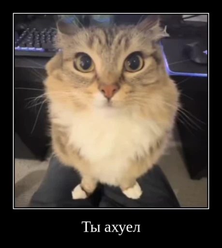 ⚡ Стикер «Luna the Oriental Cat» для Telegram