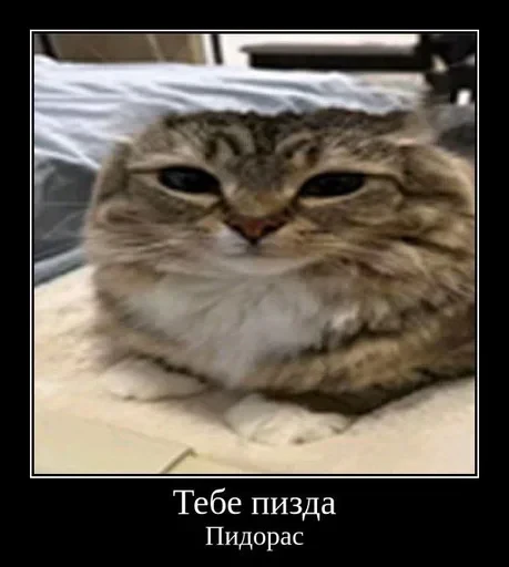 🌟 Стикер «Luna the Oriental Cat» для Telegram