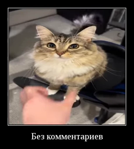 🌟 Стикер «Luna the Oriental Cat» для Telegram