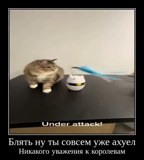 ⚡ Стикер «Luna the Oriental Cat» для Telegram