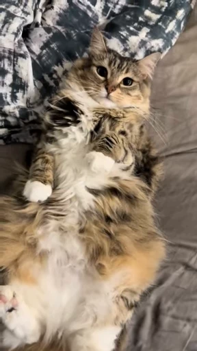 Стикерпак Luna the Oriental Cat для Telegram