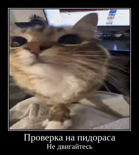 ⚡ Стикер «Luna the Oriental Cat» для Telegram