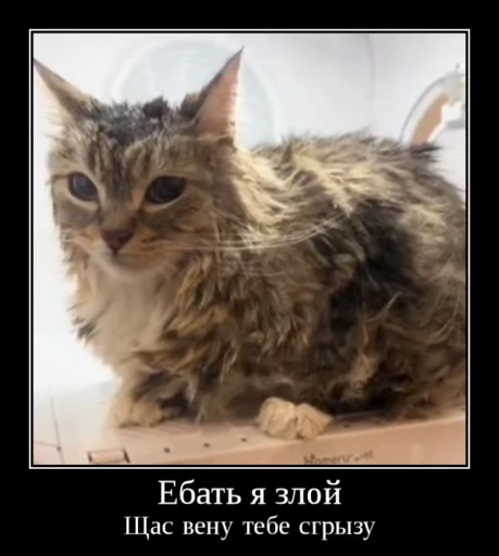 🌟 Стикер «Luna the Oriental Cat» для Telegram