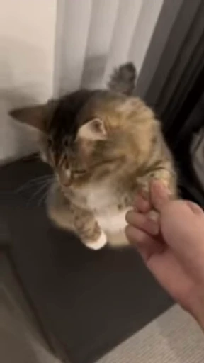 🌟 Стикер «Luna the Oriental Cat» для Telegram