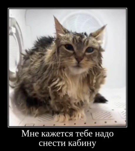 🌟 Стикер «Luna the Oriental Cat» для Telegram