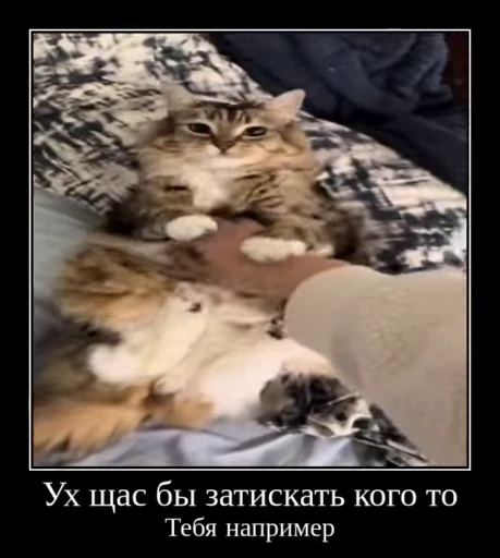 🌟 Стикер «Luna the Oriental Cat» для Telegram