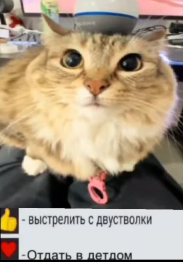⚡ Стикер «Luna the Oriental Cat» для Telegram