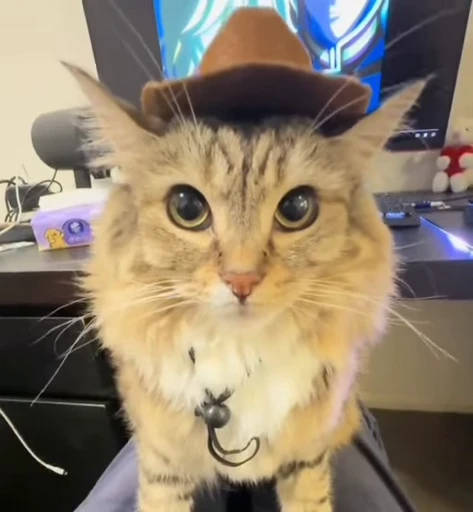 🌟 Стикер «Luna the Oriental Cat» для Telegram