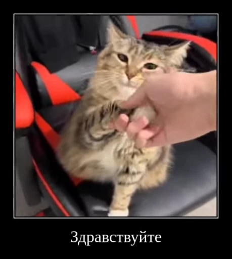 🌟 Стикер «Luna the Oriental Cat» для Telegram