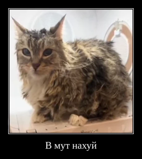 ⚡ Стикер «Luna the Oriental Cat» для Telegram
