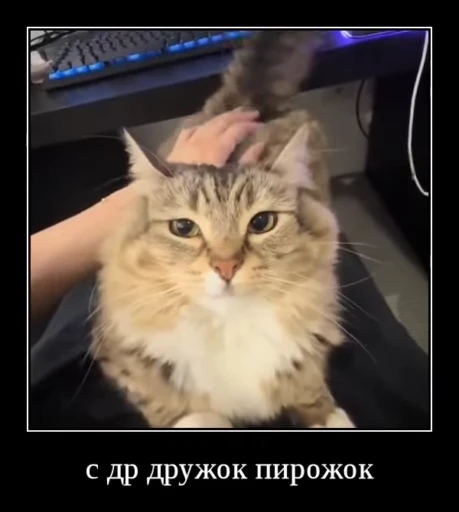 🌟 Стикер «Luna the Oriental Cat» для Telegram