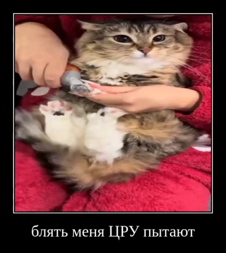 🌟 Стикер «Luna the Oriental Cat» для Telegram