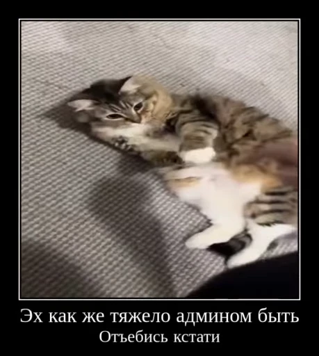 🌟 Стикер «Luna the Oriental Cat» для Telegram