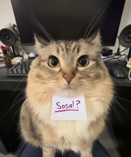 ⚡ Стикер «Luna the Oriental Cat» для Telegram