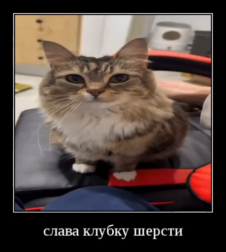 🌟 Стикер «Luna the Oriental Cat» для Telegram