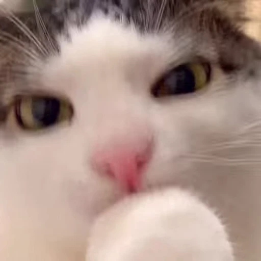 😸 Стикер «Луна» для Telegram