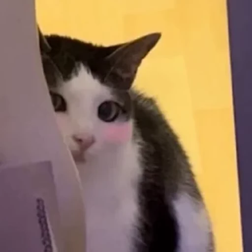😺 Стикер «Луна» для Telegram