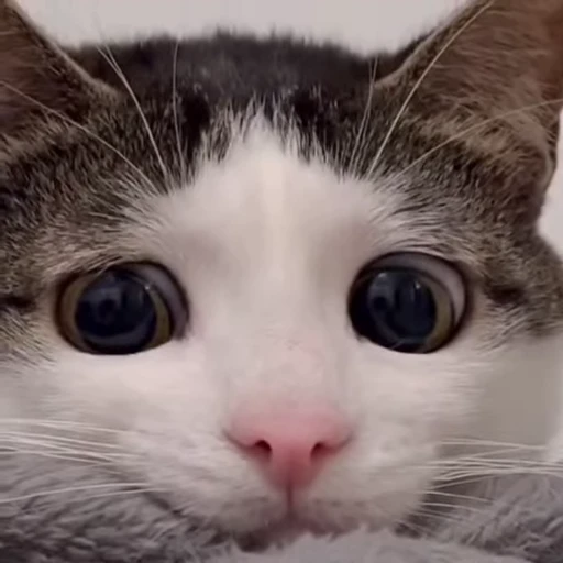 😸 Стикер «Луна» для Telegram