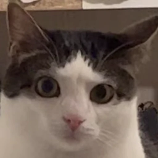 😸 Стикер «Луна» для Telegram