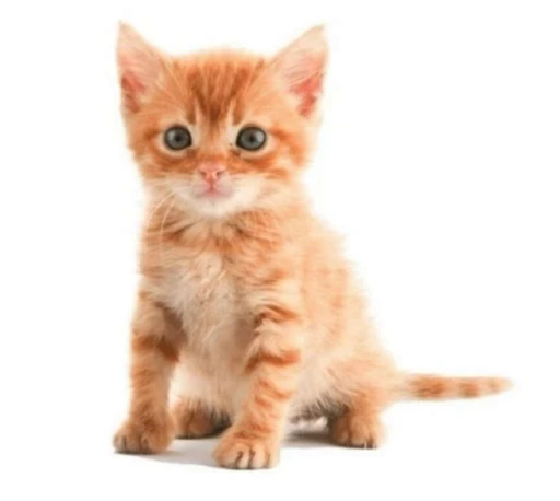 😺 Стикер «Луна» для Telegram