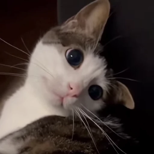 😸 Стикер «Луна» для Telegram