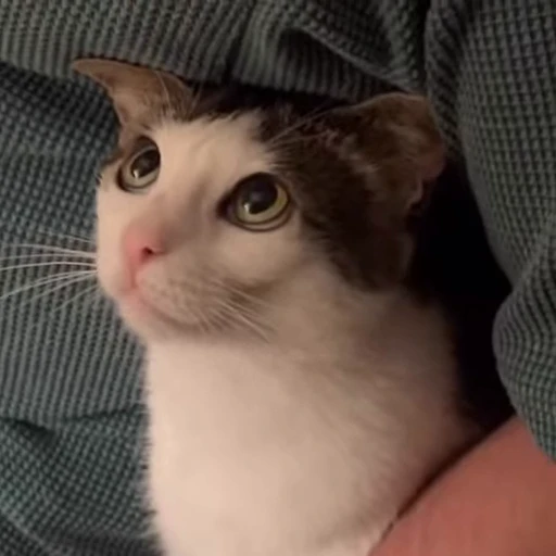 😸 Стикер «Луна» для Telegram
