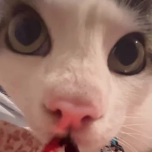 😸 Стикер «Луна» для Telegram