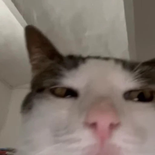 😸 Стикер «Луна» для Telegram